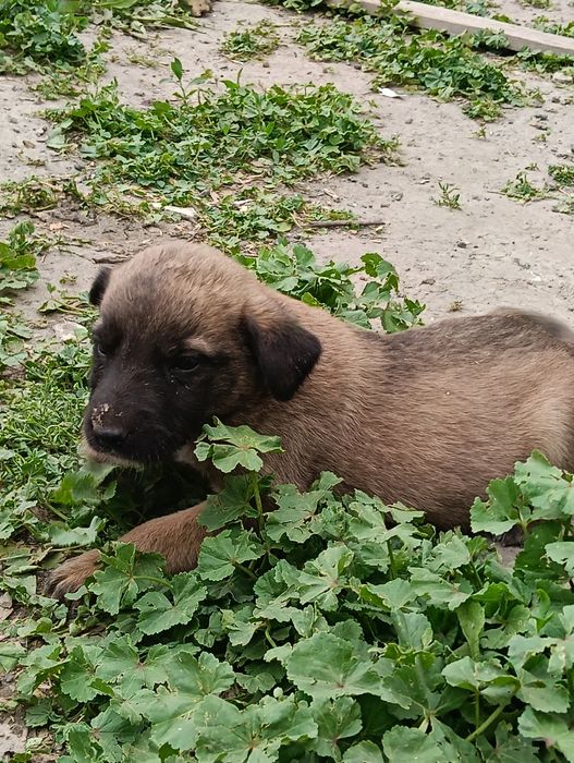Продам щенко Малинуа