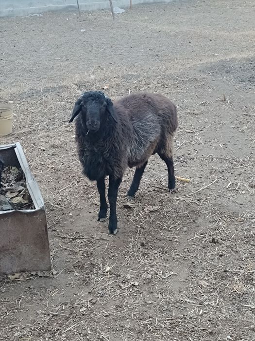 Тагал сотилади продаётся баран