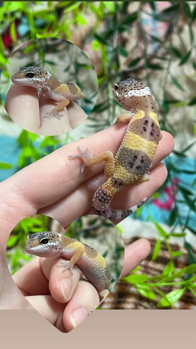 Очень яркие малыши эублефары (эублефар,геккон,ящерица)