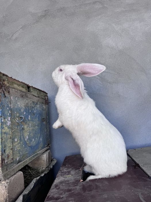 Чистокровный великан