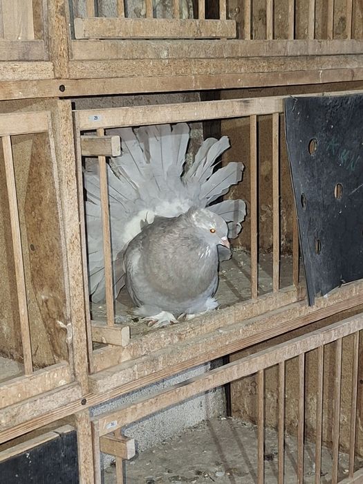 INDIENI Voltati indieni