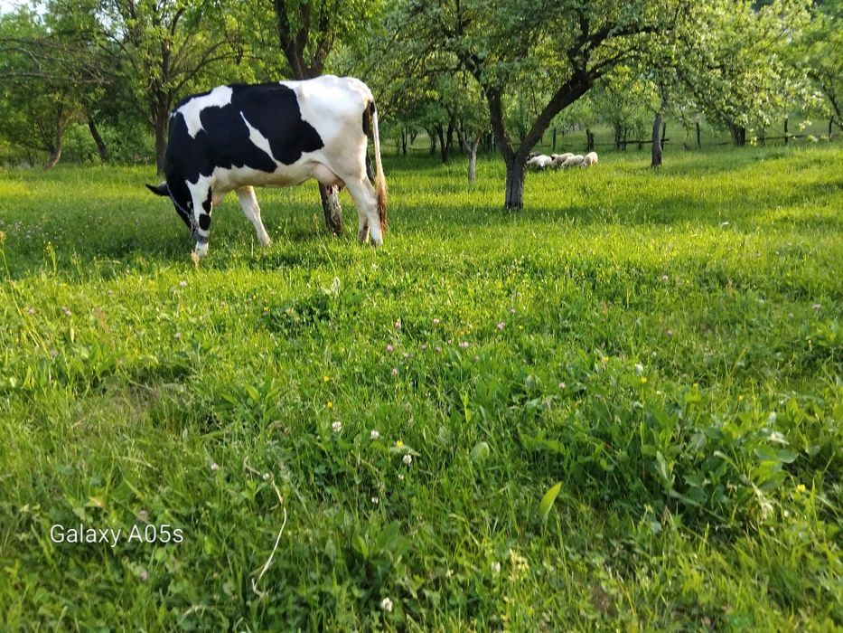 Mieluțe de vânzare.