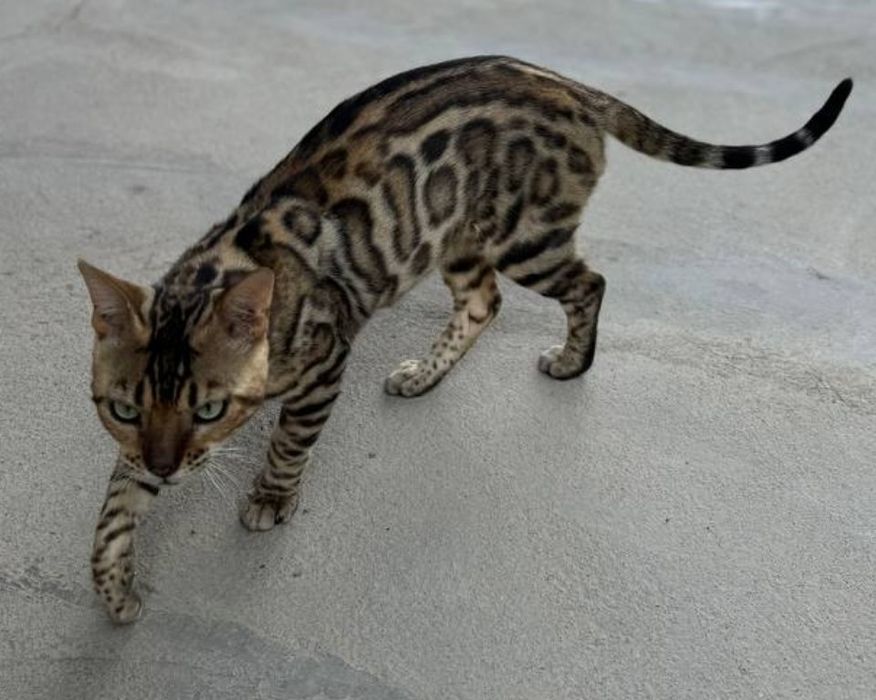Bengal karalevski