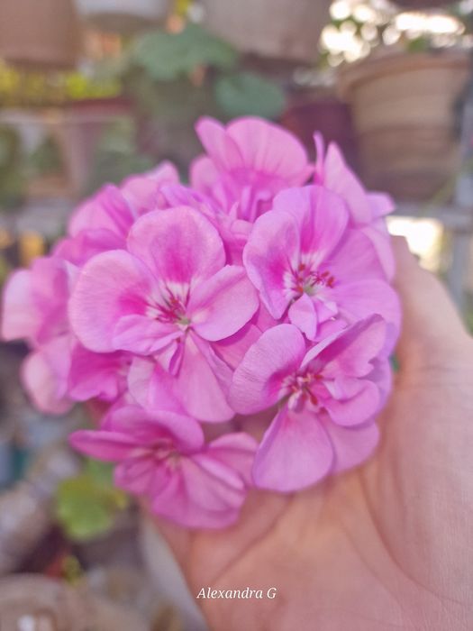 Пеларгонии в городе Абай