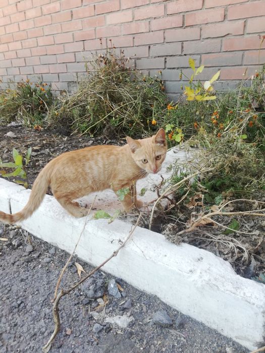 Рыжий котик, 4 месяца.