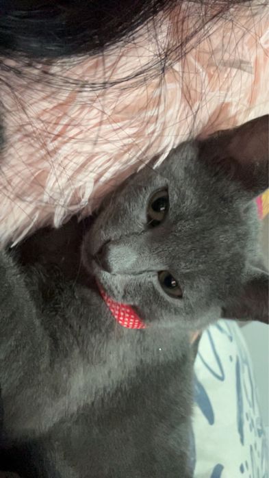 pisica albastru de rusia