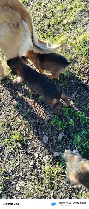 Щенята породы тазы