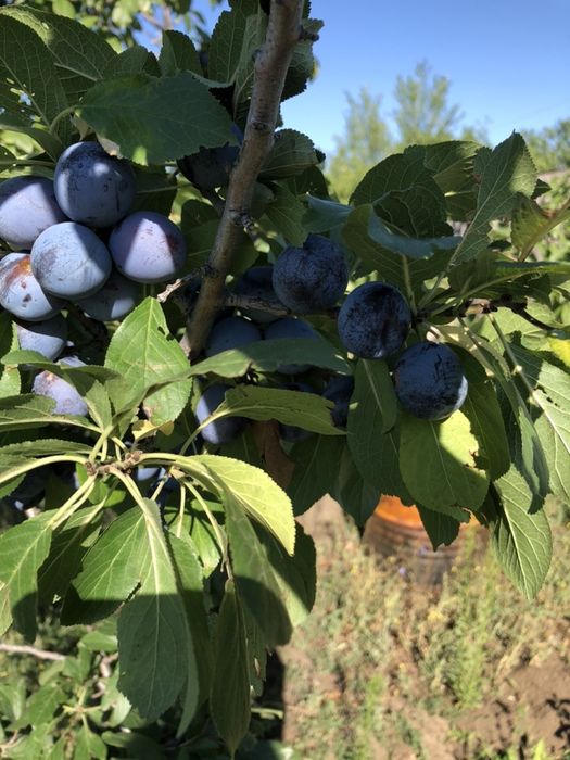 Дача за Новеньким