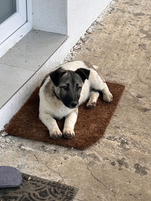 Donez cățel tânăr (sub 1 an) – are nevoie urgent de o familie