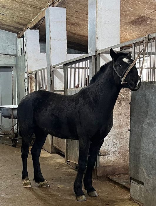 Продам айгыр хорошая линия