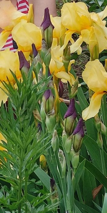 Ирисы на рассаду