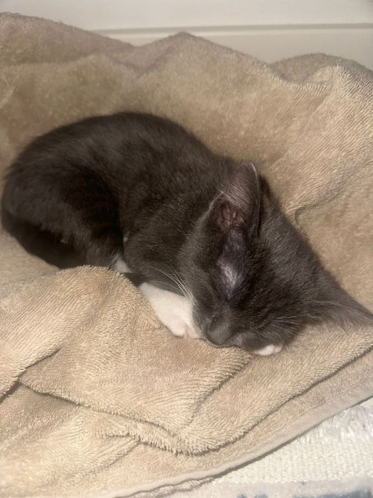 Котенок девочка в добрые руки