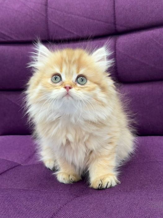 Fetita British Longhair