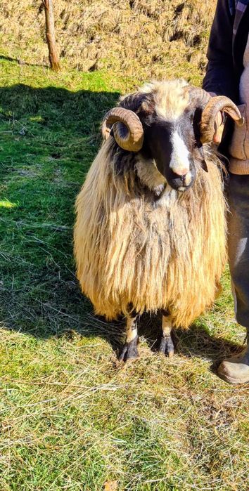 Berbec strămior de vânzare