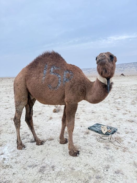 Тайлақ 1,5 жастағы