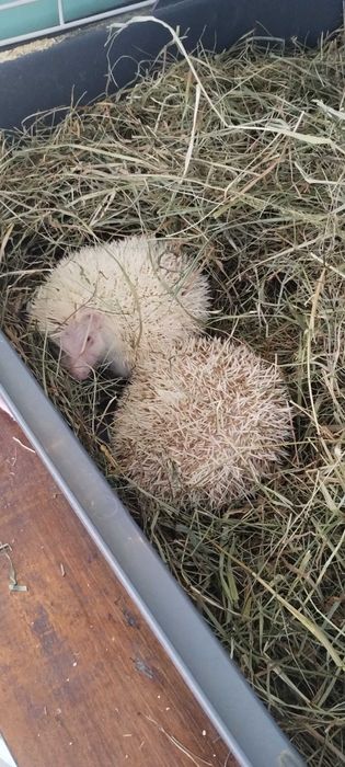 Африкански таралежи