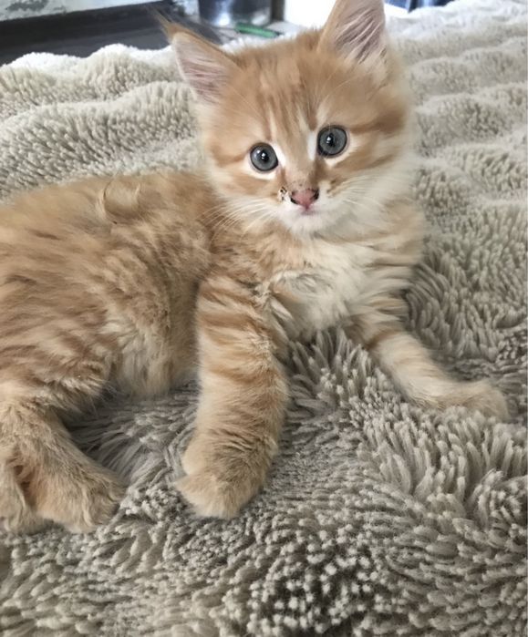 Котёнок Мейн Кун