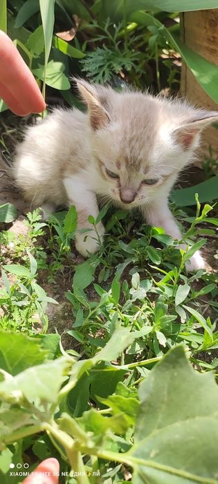 Отдам  котят в хорошие руки