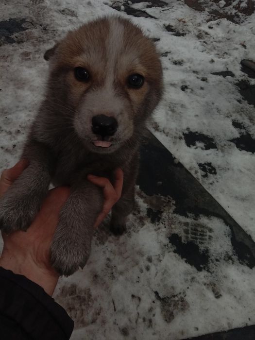 Отдам даром щенят