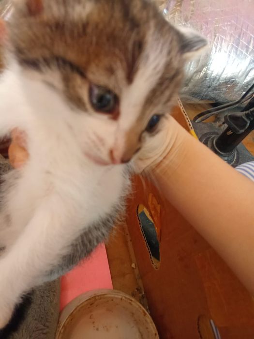 Котята отдам в добрые руки!