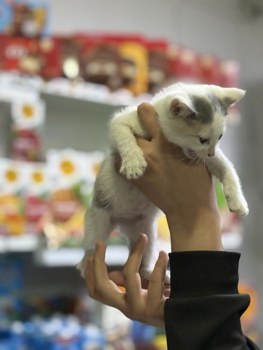 Мысыктар бар домашний