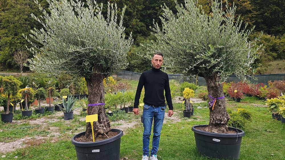 Maslin secular, maslini grosi