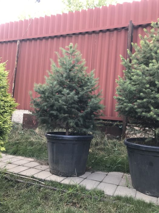 Ель Шренка в горшках
