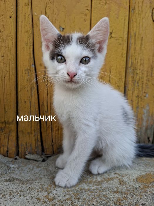 Котята в добрые руки