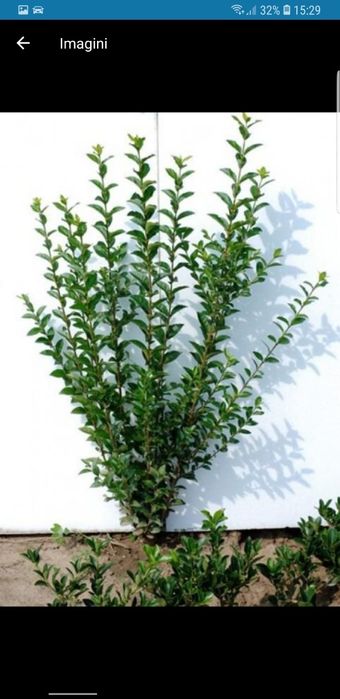 Lemn cainesc (ligustru)