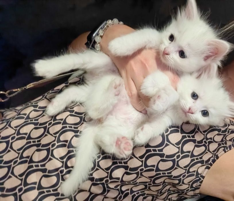 Котятки за шоколадку