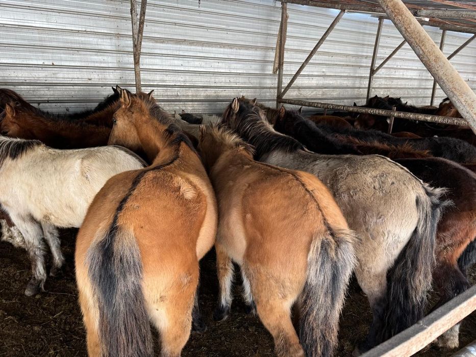 Лошади,Тай,Кунан,Донен.