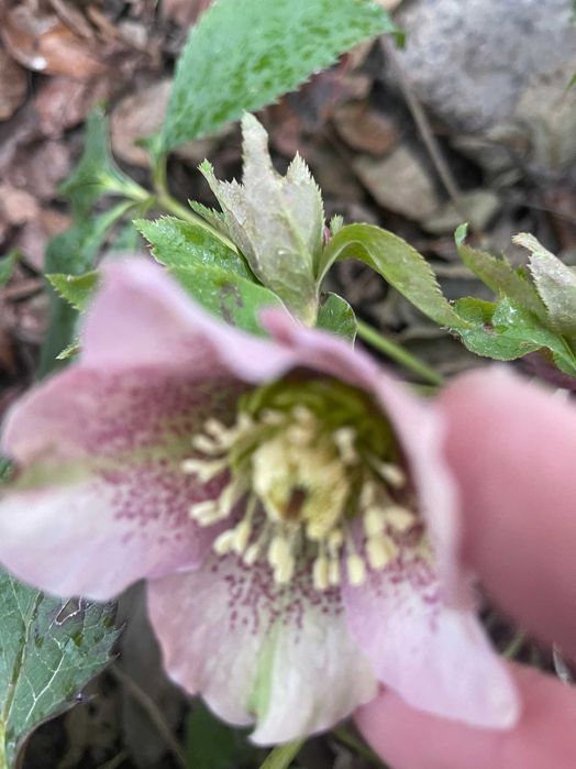 Морозник однолетки в горшке