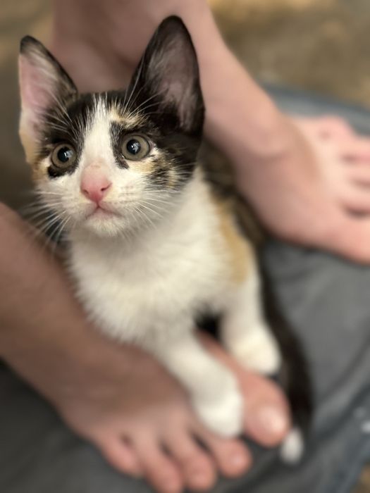Котенок в добрый руки