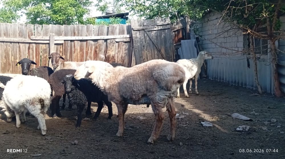 Продам кошкара годовалого