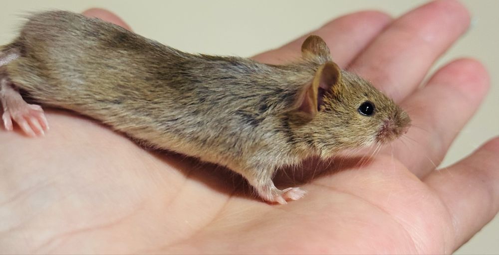 Декоративные мышки