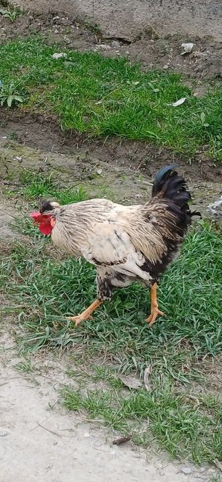 Срочно хӯроз сотилади