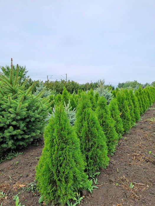 Tuia Smaragd  de vînzare 60-150 cm