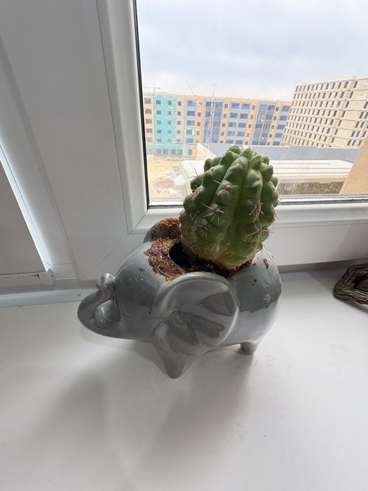 продам разные сукуленты вместе с кашпо