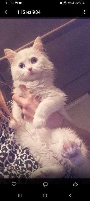 Кошка в хорошие руки