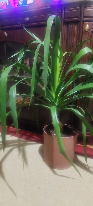 Драцена Драко продаю