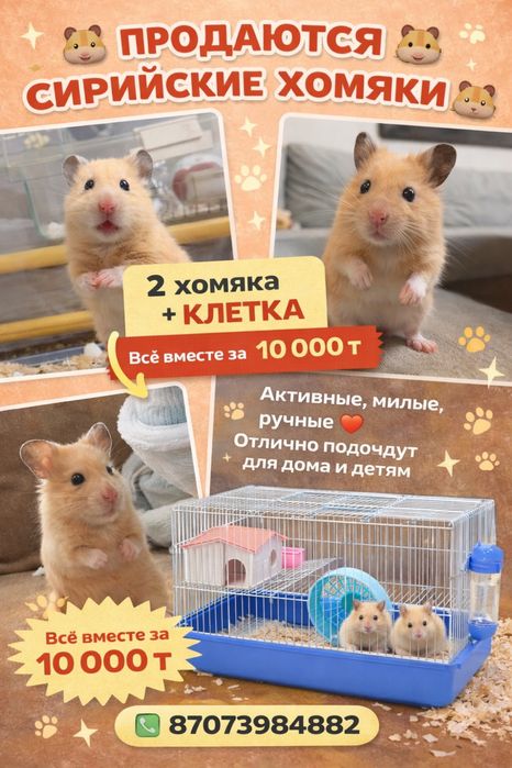 Сирийский хомяк с клеткой