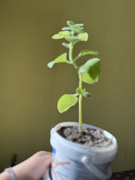 Мята комнатная молодая