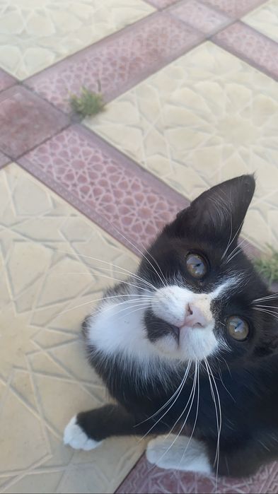 Отдаю котенка в добрые руки(мальчик)