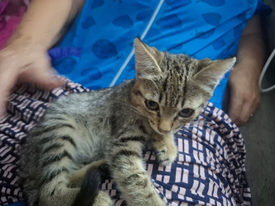 Отдам игривых котят