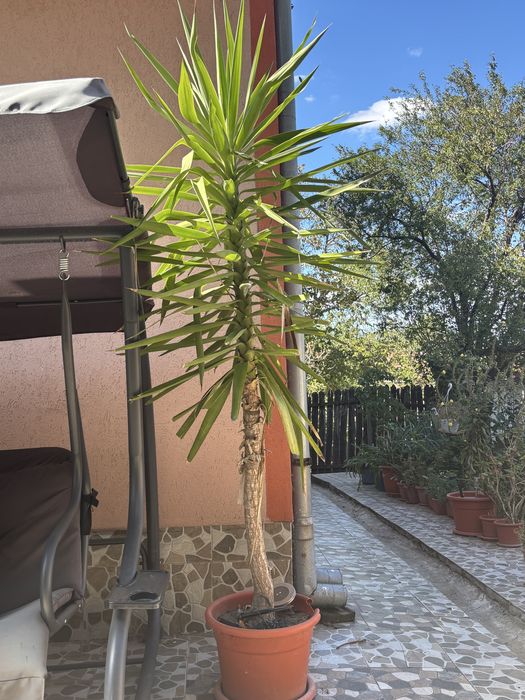 Plantă ornamentală de Yucca