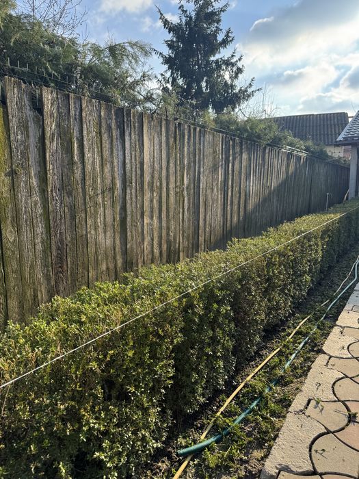 Grădini | Gazon Rulou | Irigații | Intretineri | Pavaj montaj De la A la Z