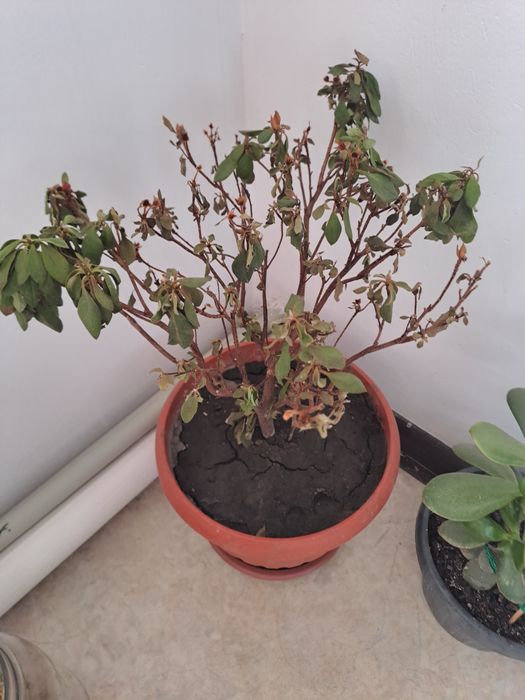 Продам Азалия цветы