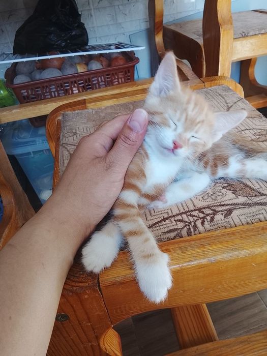 Котята домашние отдадим в хорошие руки