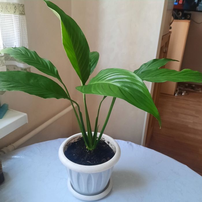 Комнатные растения