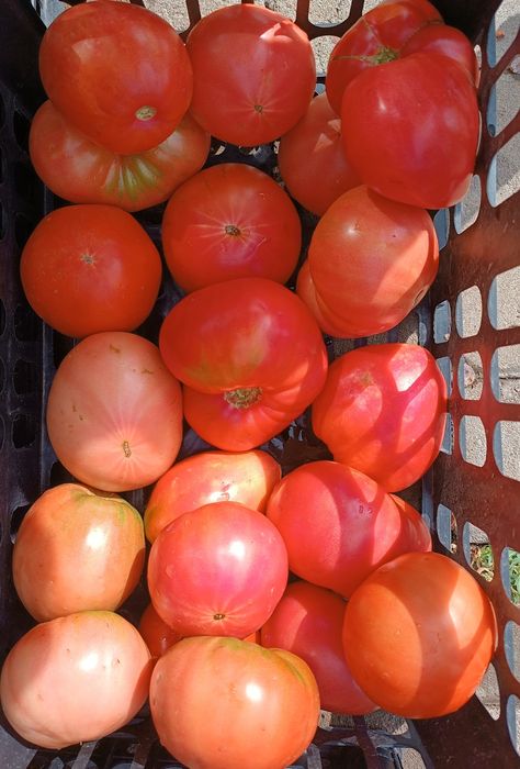 Продам помидоры разных сортов